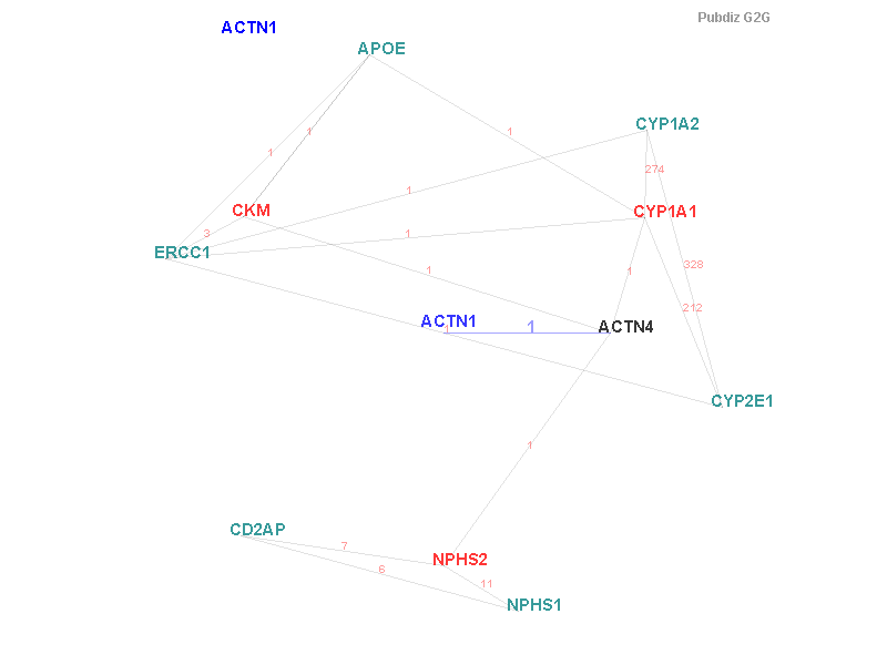 Gene ACTN1 gene interaction