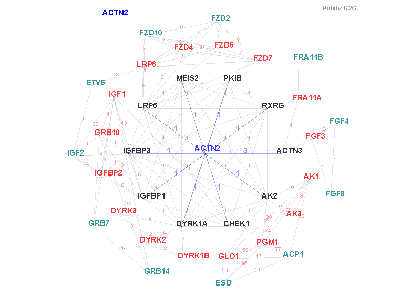 Gene ACTN2 gene interaction