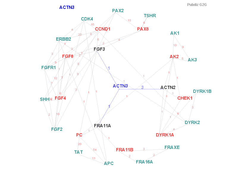 Gene ACTN3 gene interaction