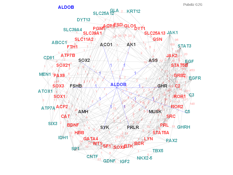 Gene ALDOB gene interaction