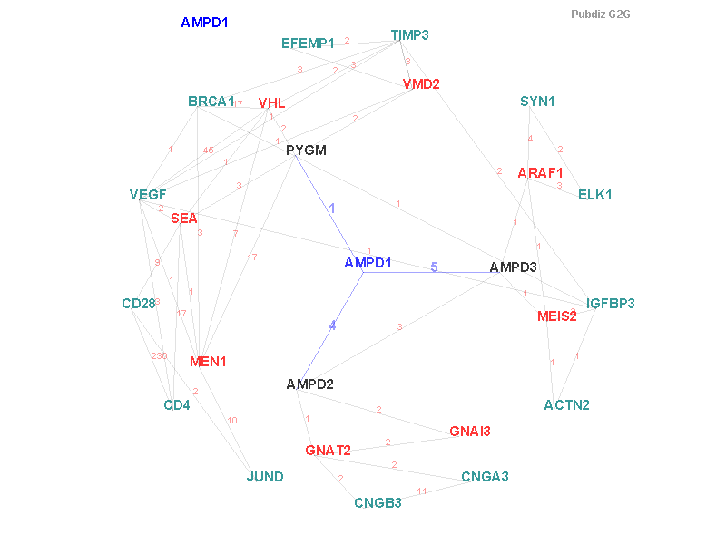 Gene AMPD1 gene interaction