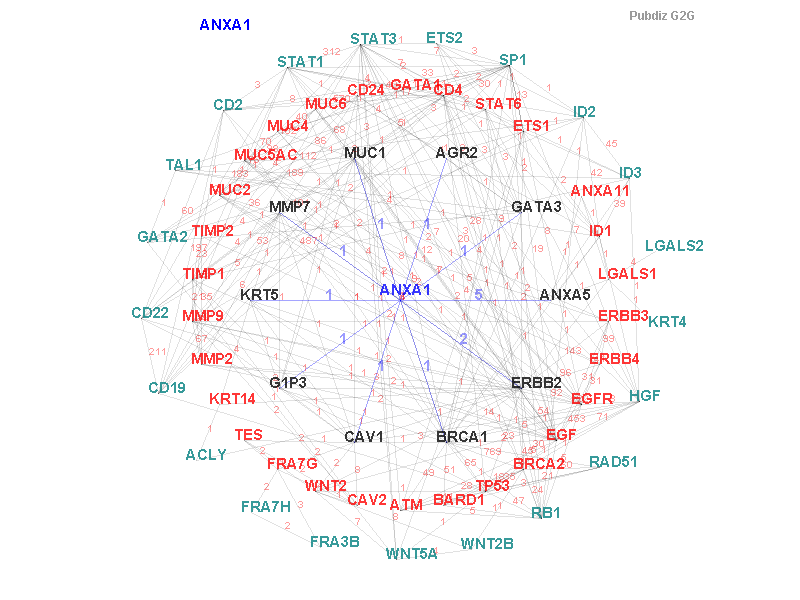 Gene ANXA1 gene interaction