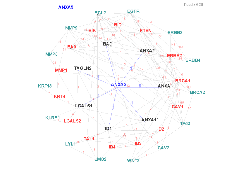 Gene ANXA5 gene interaction