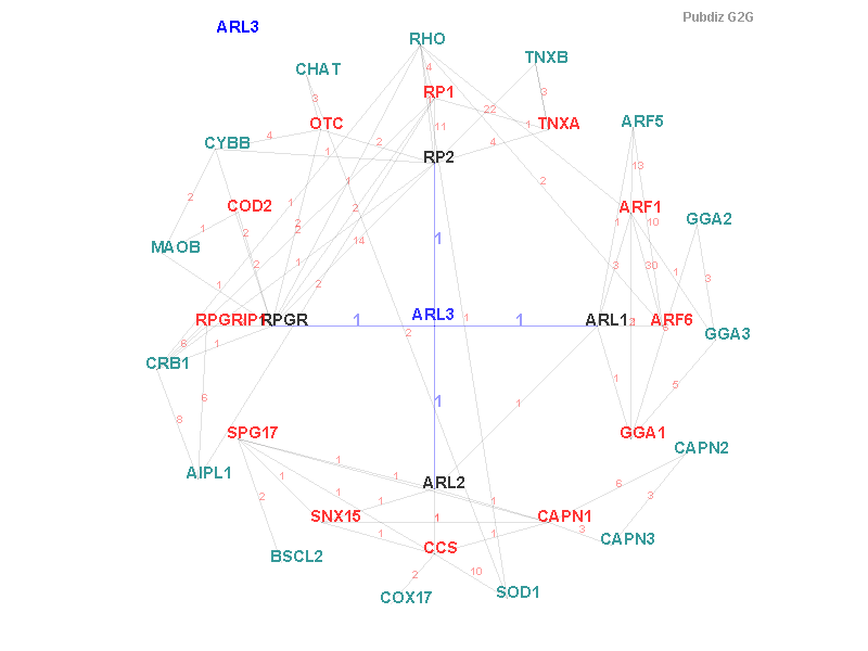 Gene ARL3 gene interaction