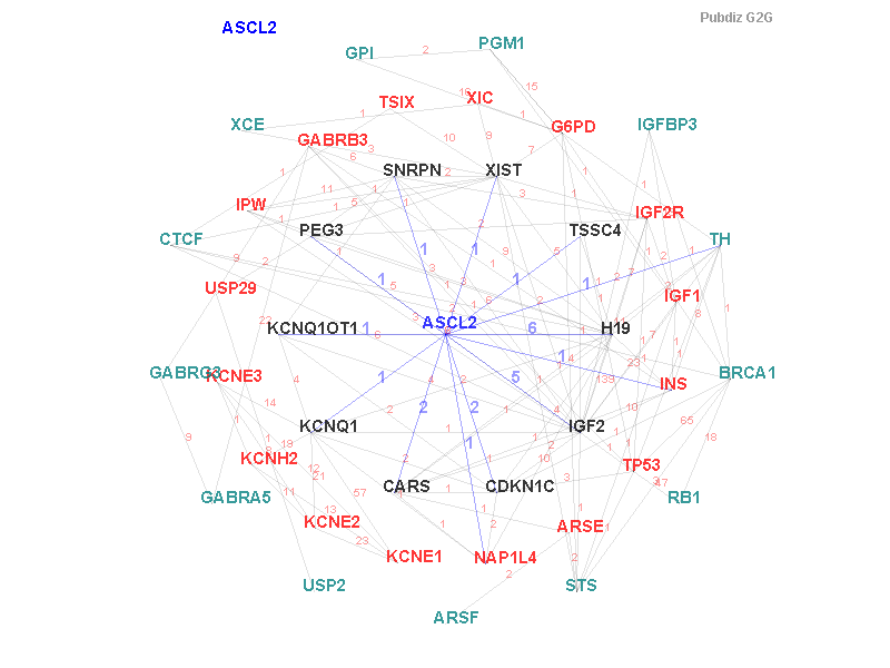 Gene ASCL2 gene interaction