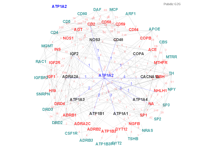 Gene ATP1A2 gene interaction