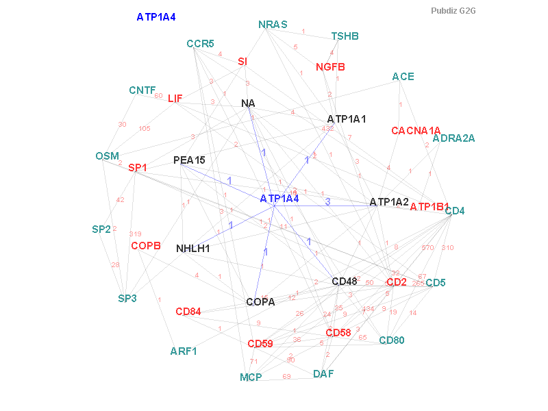 Gene ATP1A4 gene interaction