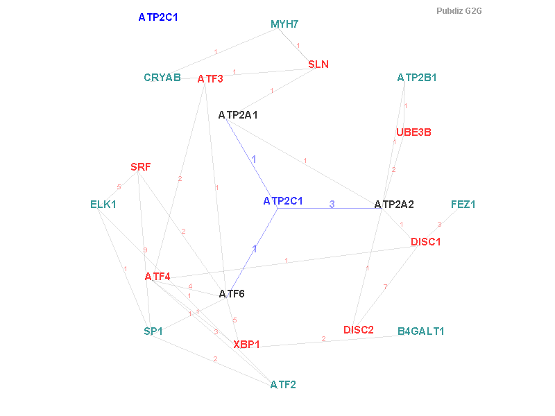 Gene ATP2C1 gene interaction